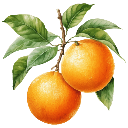 Illustration of two oranges on a branch with green leaves.